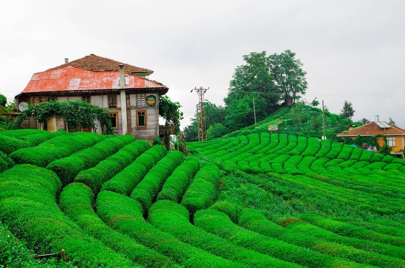 Herb Garden Wall